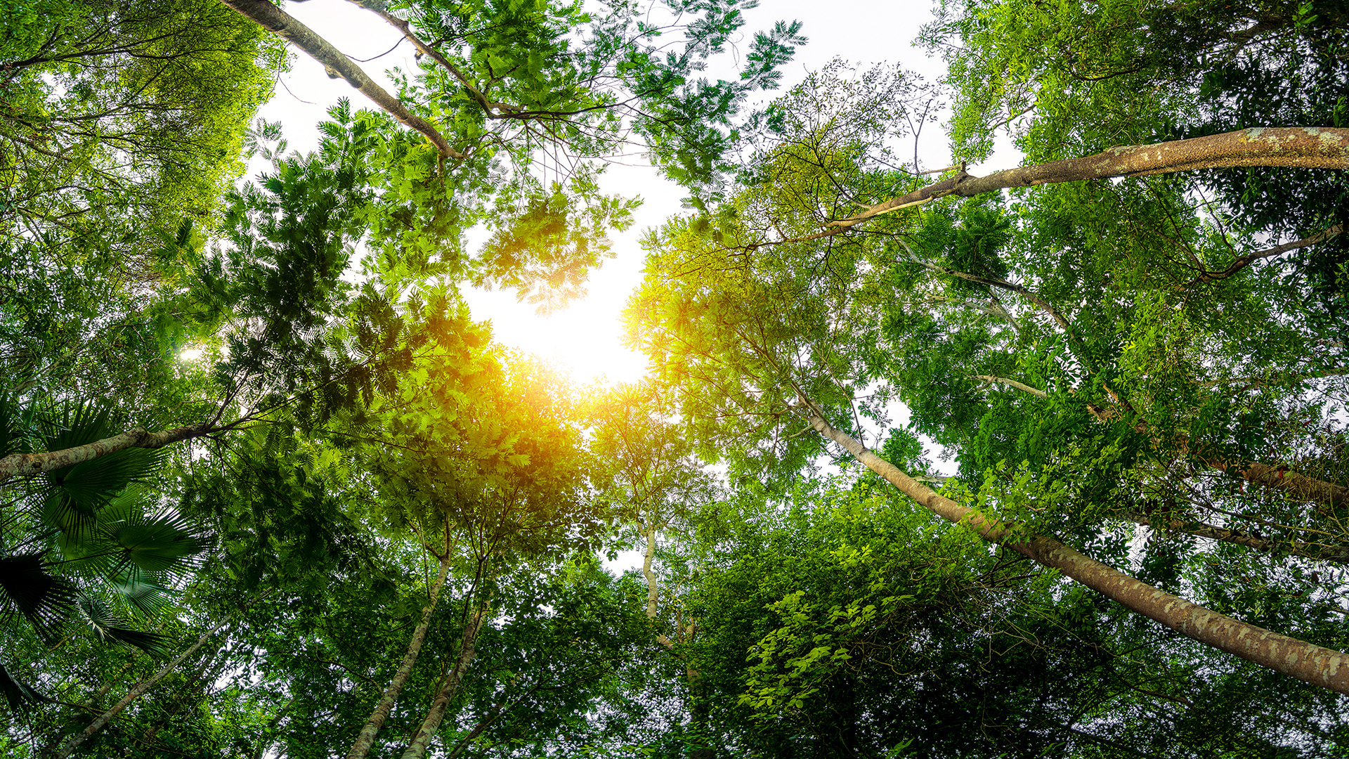 Sunlight shining through tall green forest trees viewed from below.