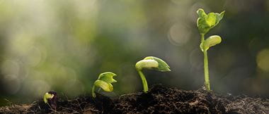 plants growing from seed