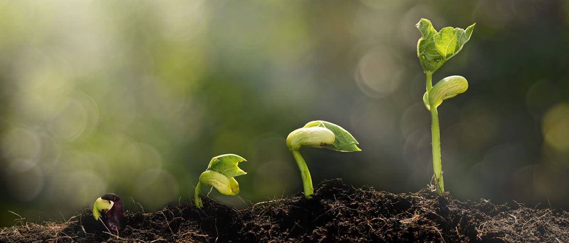 plants growing from seed