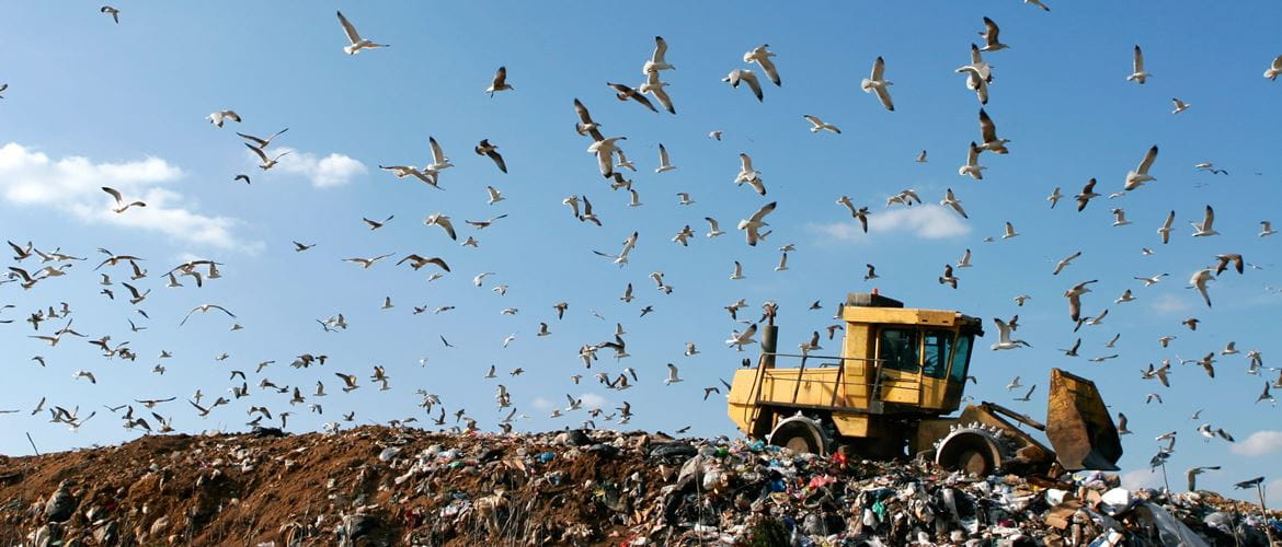 a digger moves waste at a landfill site, surrounded by seagulls