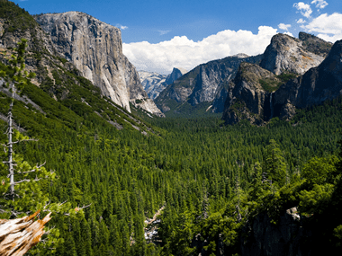 Forest-Mountains-Brother-Earth